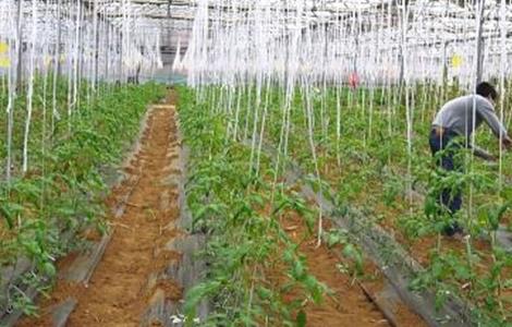 番茄种植土肥水管理技术 番茄种植土肥水管理技术视频