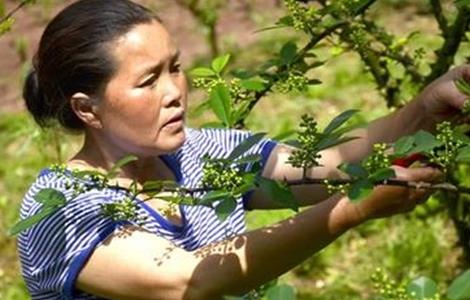 夏季花椒树怎样修剪（花椒树夏季如何修剪）