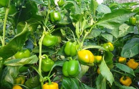 甜椒种植 管理技术