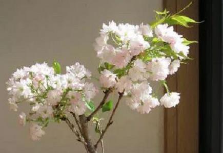 樱花盆景养护方法 樱花盆景种植方法