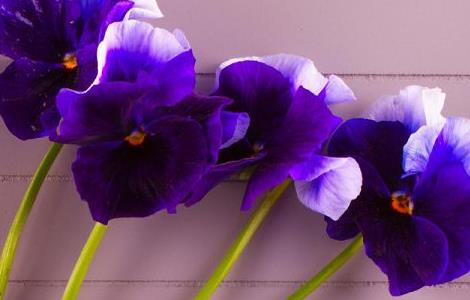 紫罗兰鲜切花养护（紫罗兰鲜切花养护注意事项）