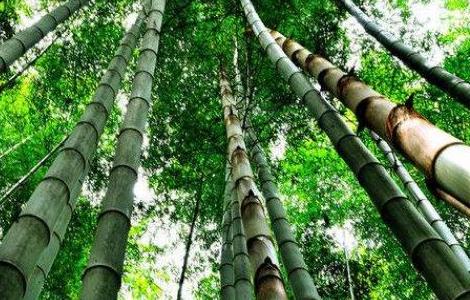 楠竹和毛竹有什么区别 楠竹和毛竹有什么区别呢