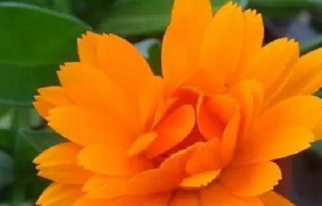 盆栽金盏菊的养殖方法和注意事项 盆栽金盏菊的养殖方法和注意事项