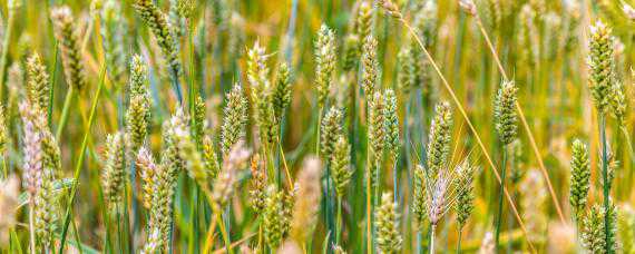 小麦病虫害防治