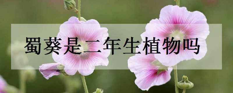 蜀葵是二年生植物吗 蜀葵是二年生植物吗为什么