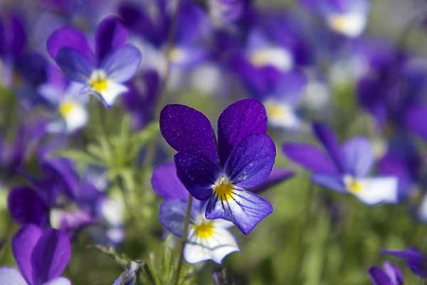 紫罗兰如何叶插，都有哪些步骤 紫罗兰花怎么扦插