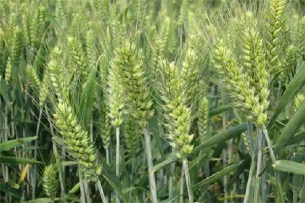 种冬小麦什么时候施底肥，选择哪些肥料好