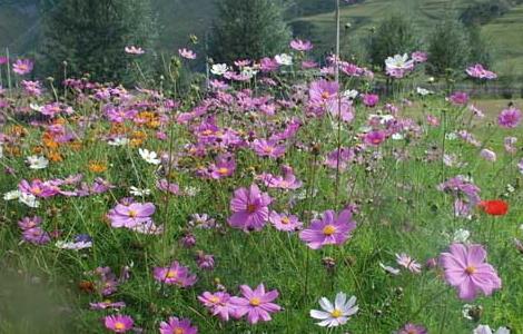 格桑花花语和传说