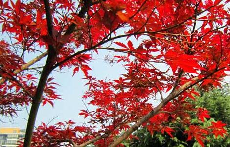红枫树种植方法