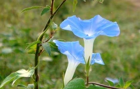 牵牛花花语和传说