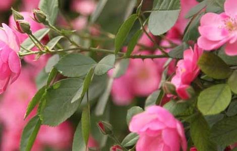 蔷薇花养殖方法和注意事项