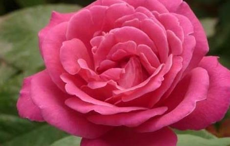 蔷薇花的花语和传说