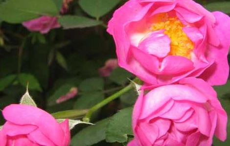 蔷薇的繁殖方法 蔷薇的繁殖方法有几种