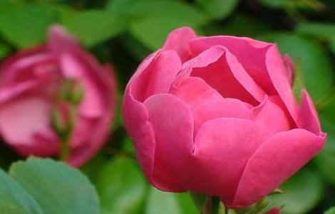 蔷薇的繁殖方法