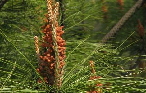 马尾松种植技术（马尾松种植技术要点）