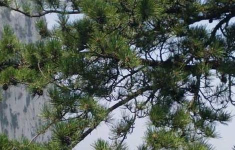 松树的外形特征 松树的种类和图解