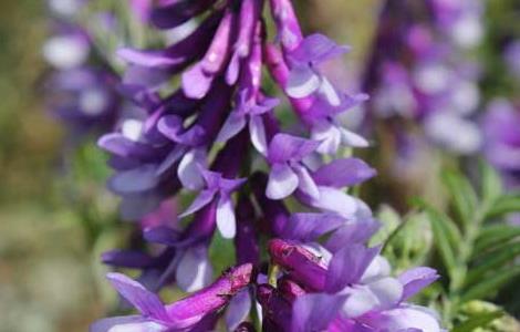 紫花苜蓿种植技术
