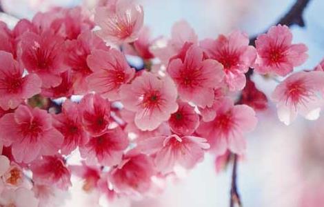 樱花的花语和传说