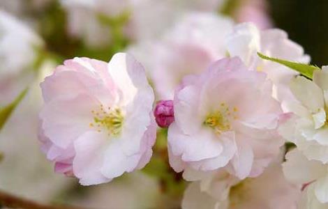 樱花树种植技术 樱花树种植技术视频