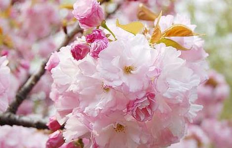 樱花树种植技术