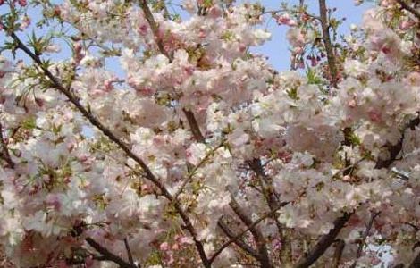 樱花树有什么作用