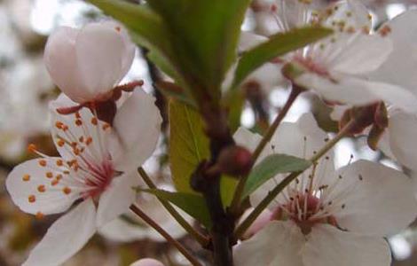 樱花树扦插技术 樱花树扦插技术与管理
