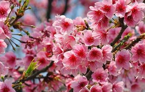 樱花树扦插技术