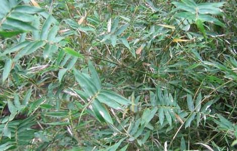 凤尾竹的养殖方法 凤尾竹怎么养才能更旺盛