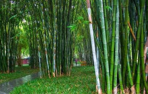 关于竹子的诗句有哪些 《竹》诗