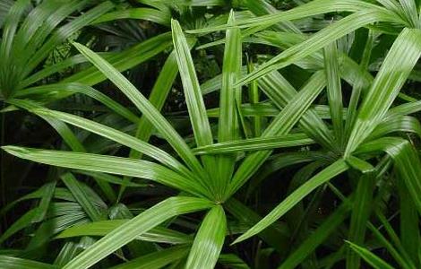 棕竹的养殖方法