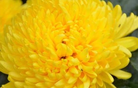 菊花的象征意义 菊花象征着什么精神品质