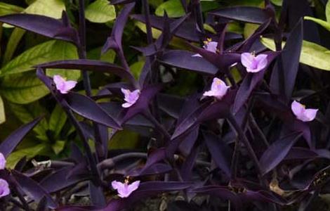 紫鸭跖草的养殖方法