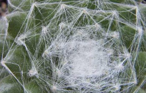 蛛丝卷绢的养殖方法