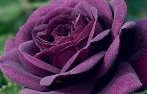 路易十四玫瑰花语和传说 路易十三玫瑰花的花语