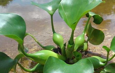 水葫芦是什么植物 水葫芦是什么植物裸子还是被子