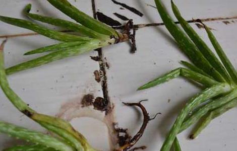 水培芦荟的养殖方法