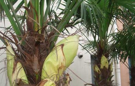 盆栽棕榈树怎么养（棕榈树的养殖方法和注意事项）