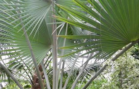 棕榈树的种植技术（棕榈树栽培技术）
