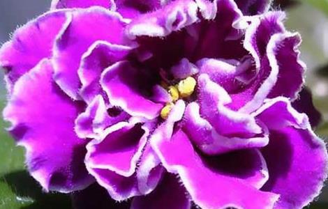 盆栽紫罗兰怎么养 真正的紫罗兰花图片