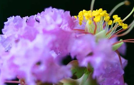 盆栽紫薇花怎么养 盆栽紫薇花怎么养才能开花