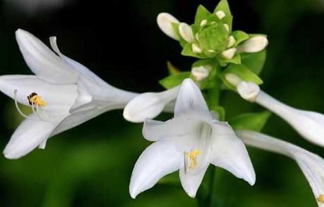 玉簪花的养殖方法 玉簪花的养殖方法和注意事项