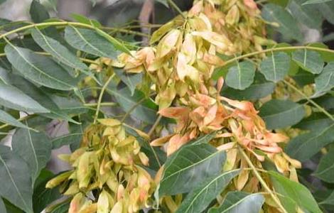 臭椿树的种植技术 臭椿树的种植方法