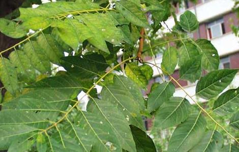 臭椿树种植技术