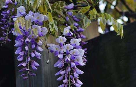 紫藤花的花语和传说 紫藤花开的花语