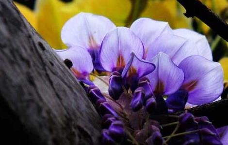 紫藤花的养殖方法 紫藤花怎么养殖方法