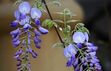 紫藤花的养殖方法