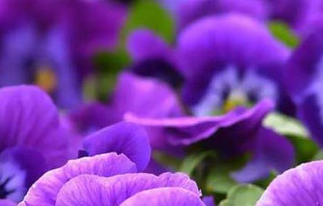 紫罗兰种子价格