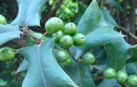 枸骨种子价格及种植方法 枸骨的种子能种吗