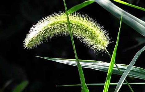 狗尾草种子价格及种植方法 狗尾草种子图片大全