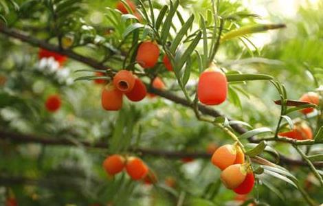 红豆杉种子价格及种植方法